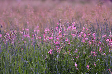 Onobrychis viciifolia - wild legume with a small pale pink flowersの写真素材
