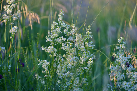 Galium or a bedstraw - meadow plant in Russiaの写真素材