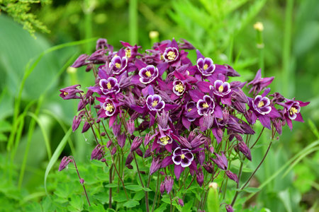 Beautiful purple Aquilegia flower on a nature background closeupの写真素材
