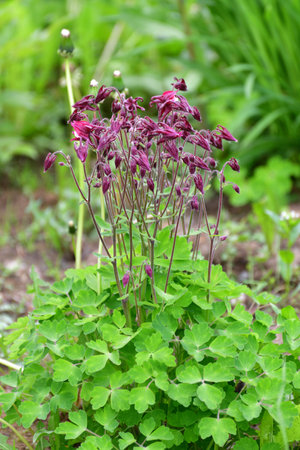 Beautiful purple Aquilegia flower on a nature background closeupの写真素材