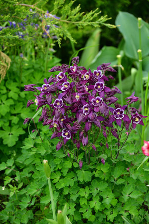 Beautiful purple Aquilegia flower on a nature background closeupの写真素材