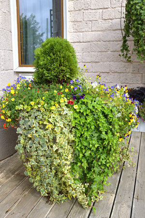 Flowerpot with ivy, thuja and pansies against the wall of the house on the terraceの写真素材