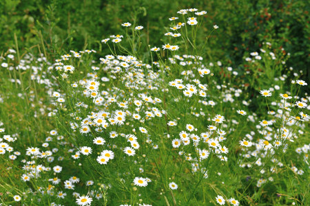 Field daisies bloom in meadow on a sunny dayの写真素材