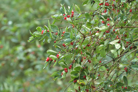 Honeysuckle with a red berries in raindropsの写真素材