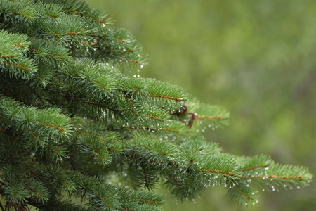 Spruce branches in drops of rainの写真素材