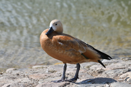 waterfowl stands on the rocks on the shore of a pondの写真素材