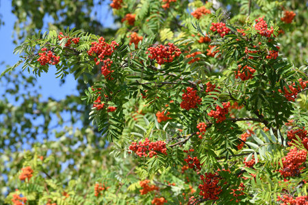 Rowan branches with lot of ripe berriesの写真素材