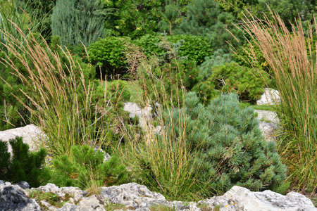 Young pines, reed grass and stones in the landscape designの写真素材