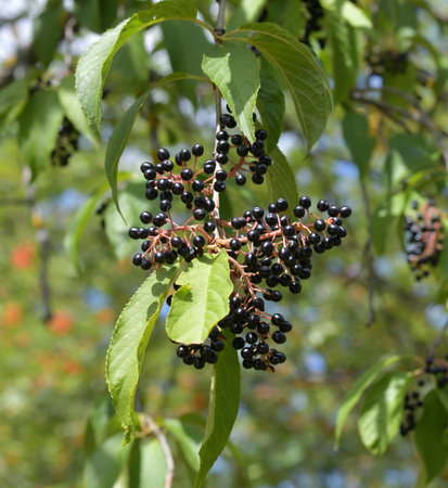 Branches with ripe black cherry berries