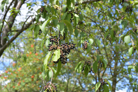Branches with ripe black cherry berries
