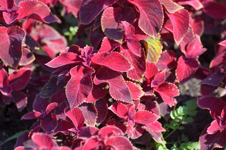 Coleus is an ornamental herbaceous plant used for a landscaping gardensの写真素材
