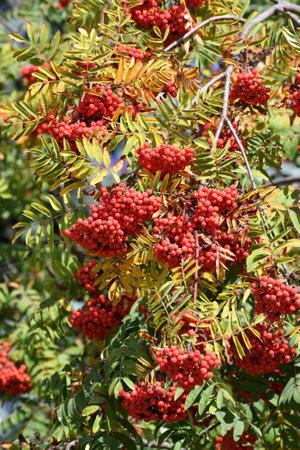 Clusters of the ripe rowan on branches in autumnの写真素材