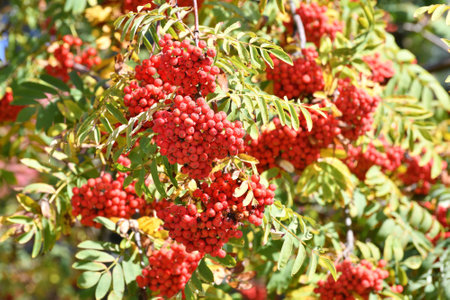 Clusters of the ripe rowan on branches in autumnの写真素材