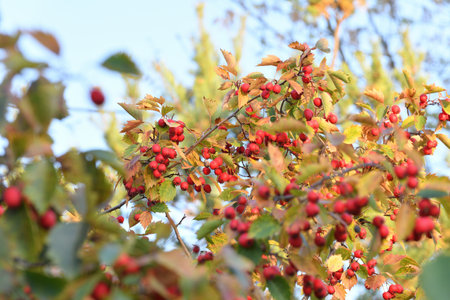 Clusters of the ripe hawthorn on branches in autumnの写真素材