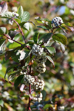 Swida alba - the wild berry bush in autumnの写真素材