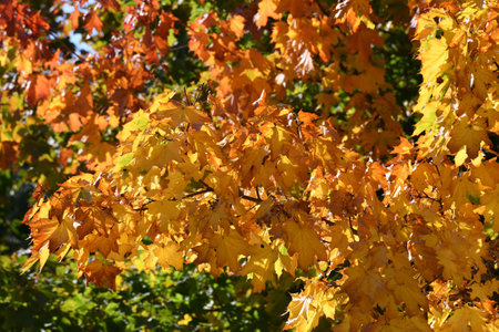 Maple branches with red and yellow leaves in an autumnの写真素材