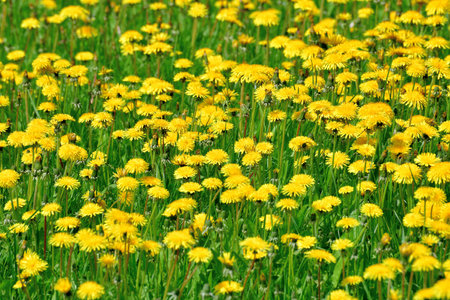 Several beautiful yellow dandelions on the natureの写真素材