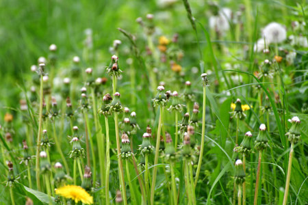 closed dandelions on long stems in eveningの写真素材
