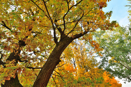 Autumn oak tree with yellow leaves.The bottom viewの写真素材
