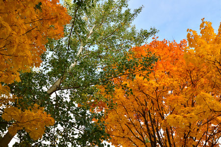 Poplar and maples with yellow and green leaves in an autumnの写真素材