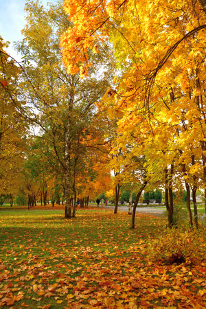 Autumn park with the golden maples in Zelenograd in Moscow, Russiaの写真素材