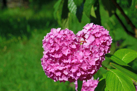 Bush of pink abundantly blooming hydrangea in the gardenの写真素材