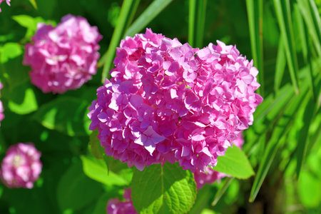 Bush of pink abundantly blooming hydrangea in the gardenの写真素材