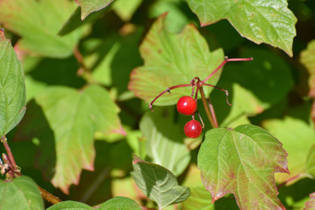 Viburnum branches and berries in an autumnの写真素材