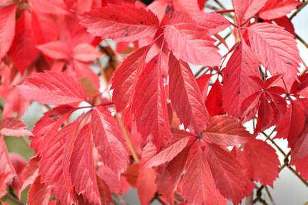 Close-up of the wild grapes in autumn.の写真素材