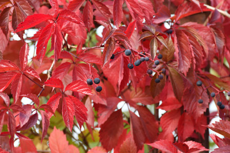 Close-up of the wild grapes in autumn.の写真素材