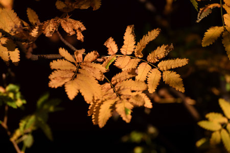 yellow autumn rowan leaves on branch, dark backgroundの写真素材