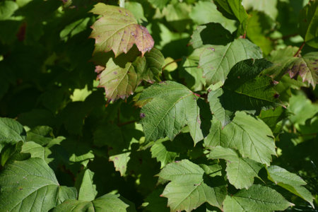 Fragment of a viburnum bush with leaves in an early autumnの写真素材