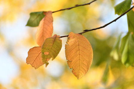 Yellow leaves on tree branch in autumnの写真素材