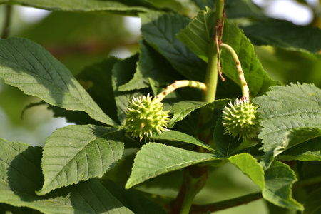 Young chestnut fruits on tree branchの写真素材