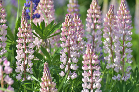 Pink lupine inflorescence close upの写真素材
