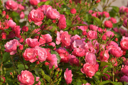 Large blooming rose bush in gardenの写真素材