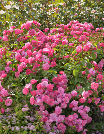 Large blooming rose bush in gardenの写真素材