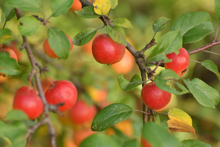 Red ripe apples on the branches of an apple tree in the gardenの写真素材