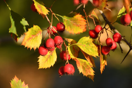 Clusters of ripe hawthorn on branches in autumnの写真素材