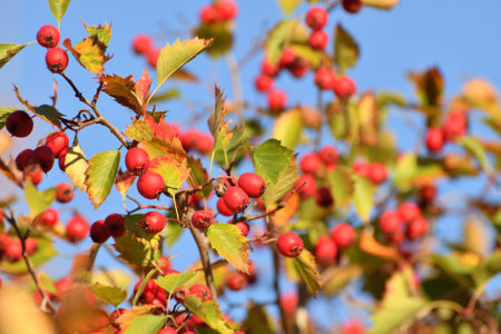 Clusters of ripe hawthorn on branches in autumnの写真素材