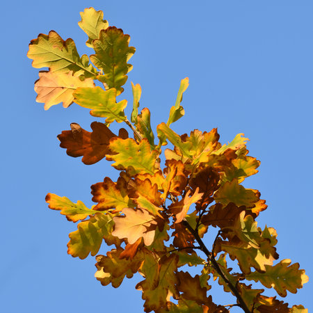 Yellow oak leaves on tree branch in autumnの写真素材
