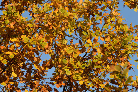 Yellow oak leaves on tree branch in autumnの写真素材
