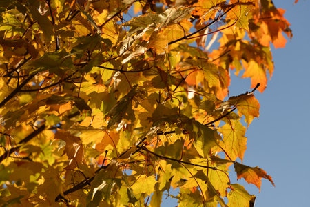 Yellow maple leaves on tree branch in autumnの写真素材