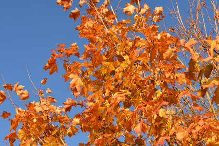 Red maple leaves on tree branch in autumnの写真素材
