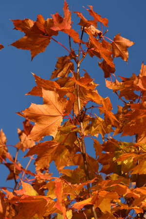 Red maple leaves on tree branch in autumnの写真素材