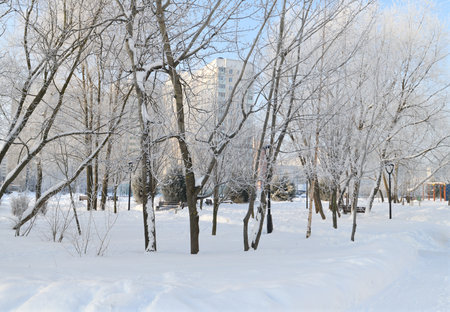 Snowy park in winter in the Zelenograd in Moscow, Russiaの写真素材