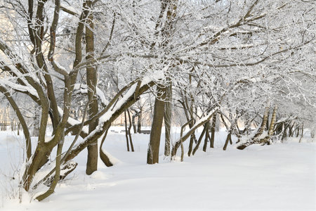 Snowy park in winter in Zelenograd in the Moscow, Russiaの写真素材