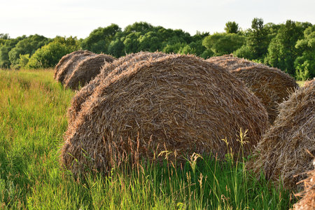 round bales of straw in fieldの写真素材