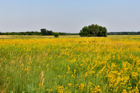 Glade with flowering yellow bedstraw and trees, Russiaの写真素材