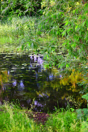 Fragment of a stream overgrown with algae and water lily leavesの写真素材